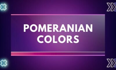 Pomeranian colors