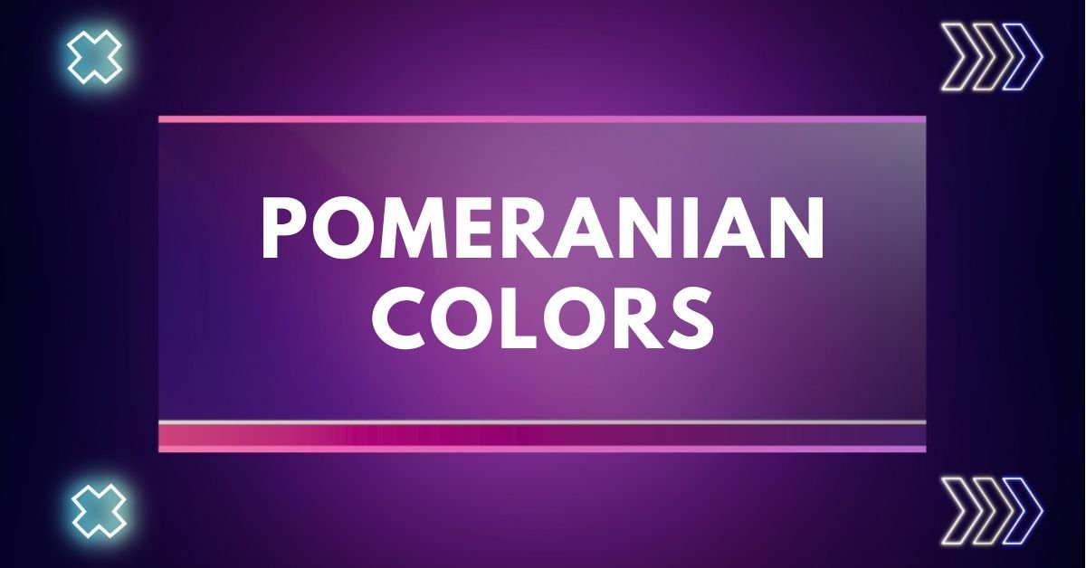 Pomeranian colors